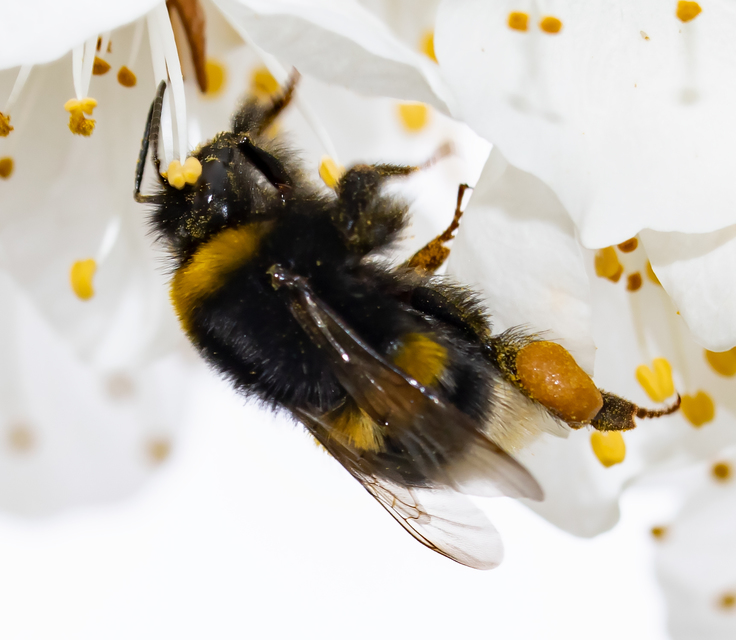 Bombus terrestris/lucorum