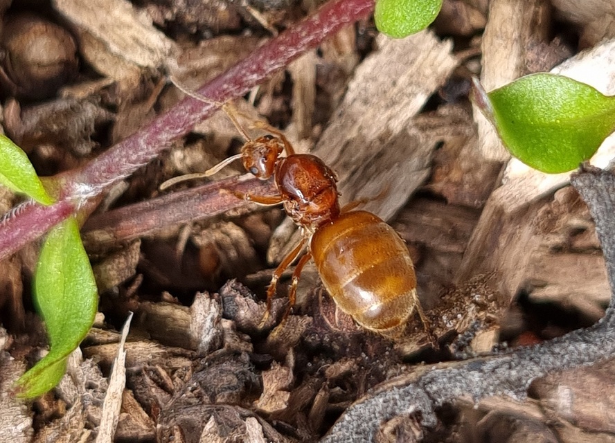 Prenolepis nitens - ragyogóhangya