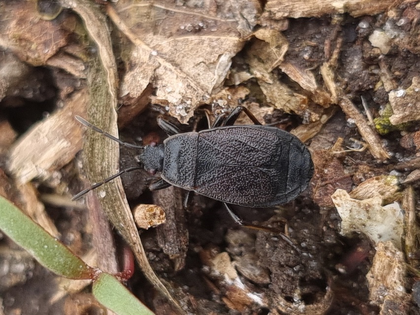 Pyrrhocoris marginatus - szegélyes bodobács