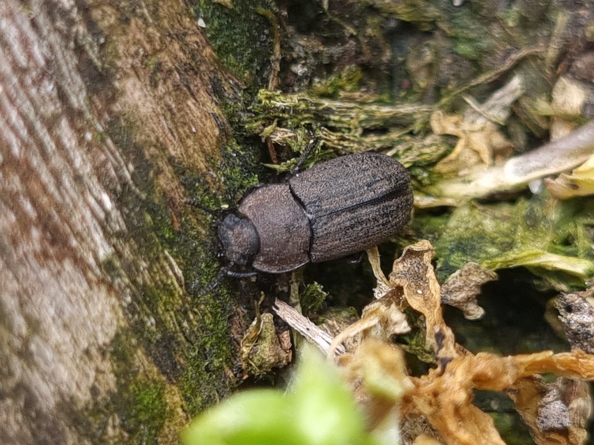 Gonocephalum granulatum pusillum