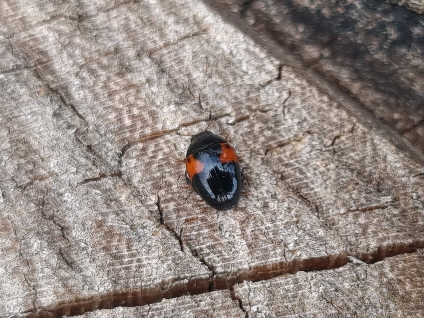 Tritoma bipustulata - feketenyakú tarbogár