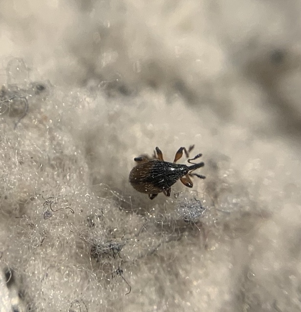 Dieckmanniellus gracilis - karcsú füzényormányos