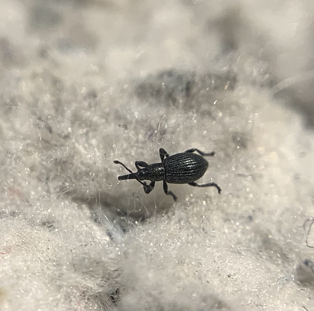 Diplapion detritum - kamilla-cickányormányos