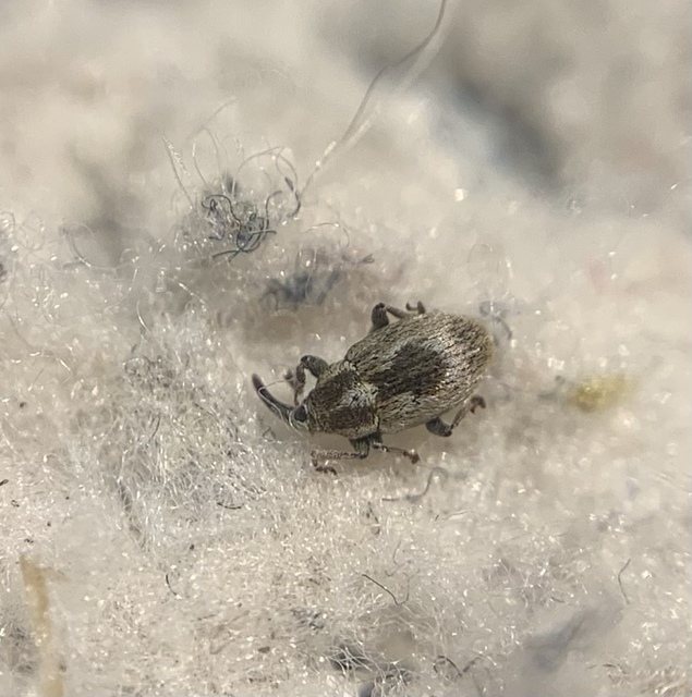 Sibinia phalerata - középfoltos madárhúrormányos Sibinia phalerata - középfoltos madárhúrormányos