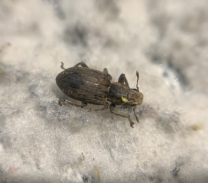Sitona obsoletus - sárga csipkézőbogár