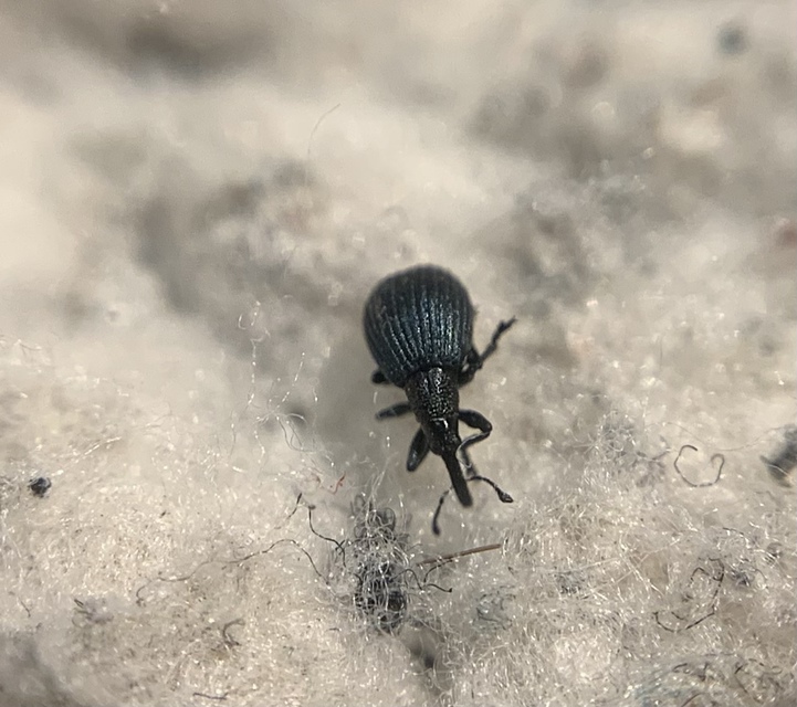 Holotrichapion pisi - lucernarügy-cickányormányos