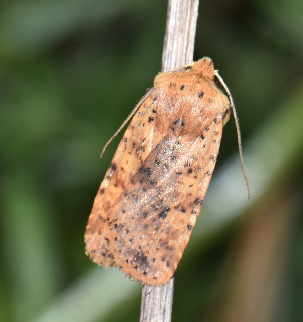 Conistra rubiginea - vörös őszibagoly