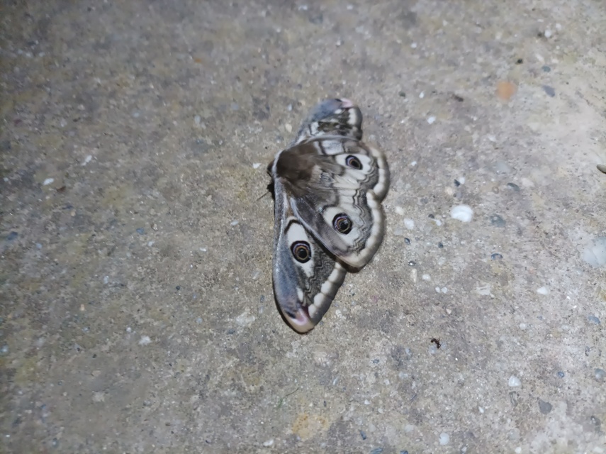 Saturnia pavoniella/pavonia