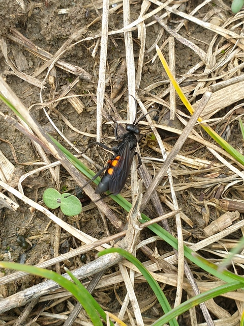 Anoplius viaticus - közönséges útonállódarázs