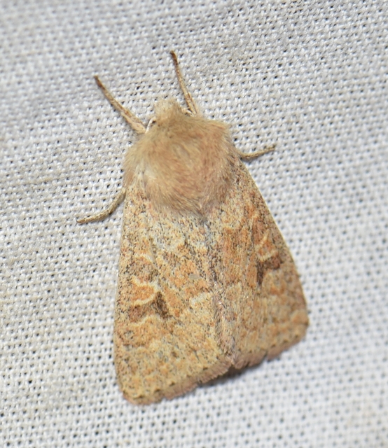 Orthosia miniosa - sárgás barkabagoly