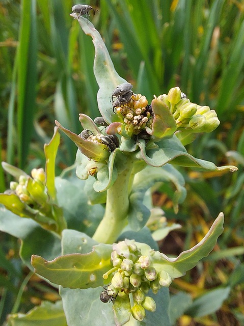 Brassicogethes aeneus - repce-fénybogár