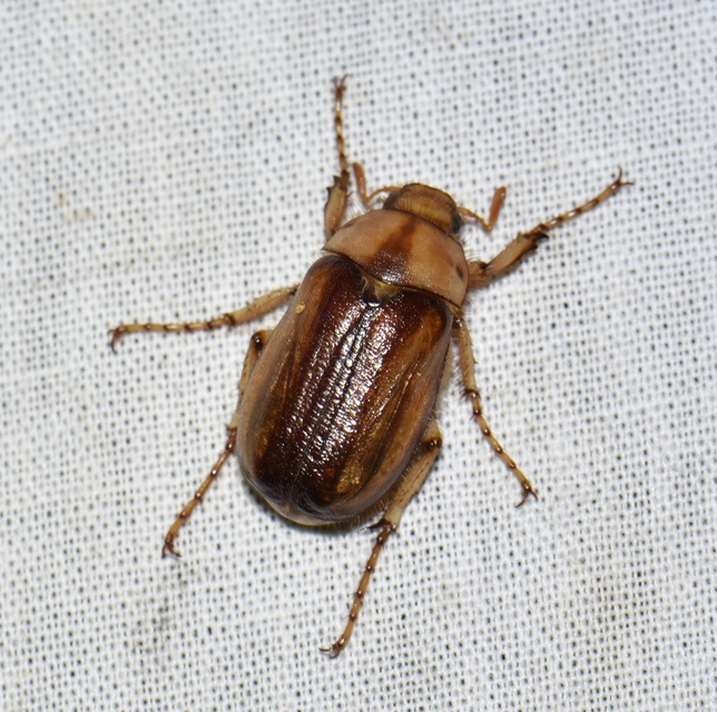 Rhizotrogus aestivus - tavaszvégi cserebogár