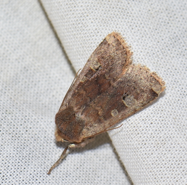 Conistra erythrocephala - vörösfejű őszibagoly