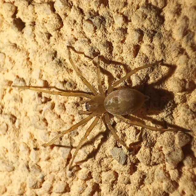 Cheiracanthium