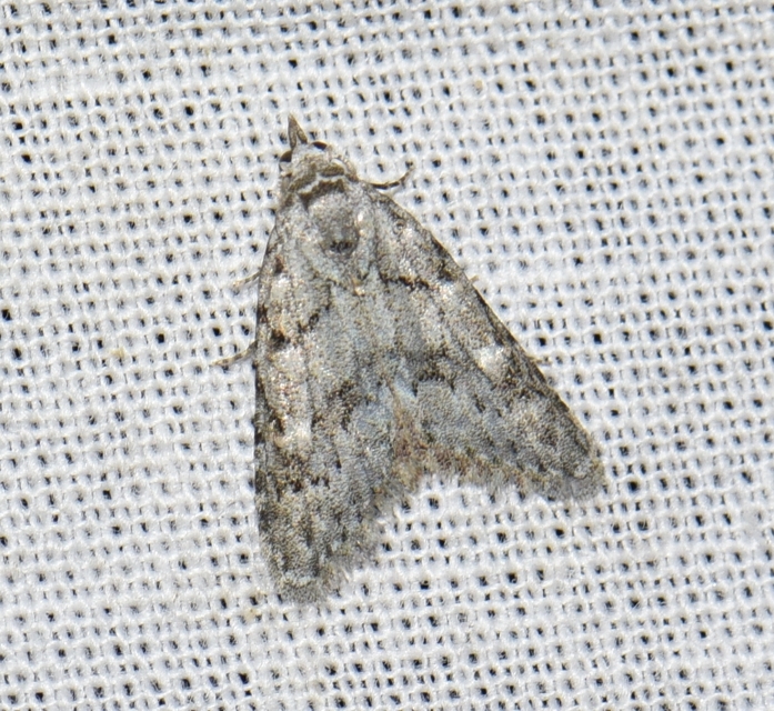 Nola cicatricalis - szürke pamacsosszövő