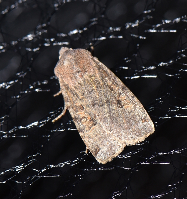 Conistra veronicae - veronika-őszibagoly