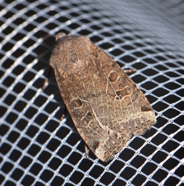 Conistra veronicae - veronika-őszibagoly