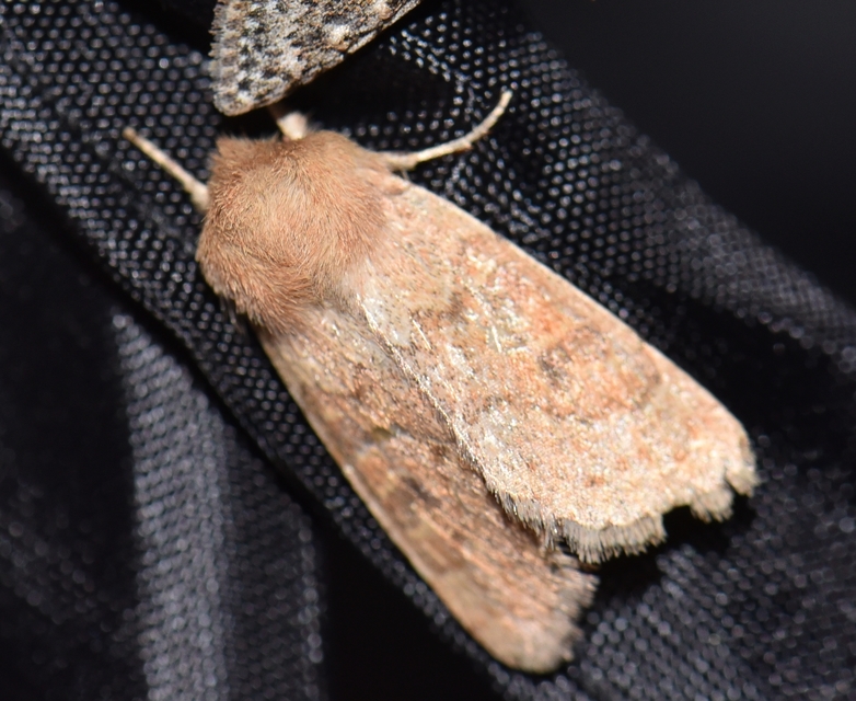 Orthosia miniosa - sárgás barkabagoly