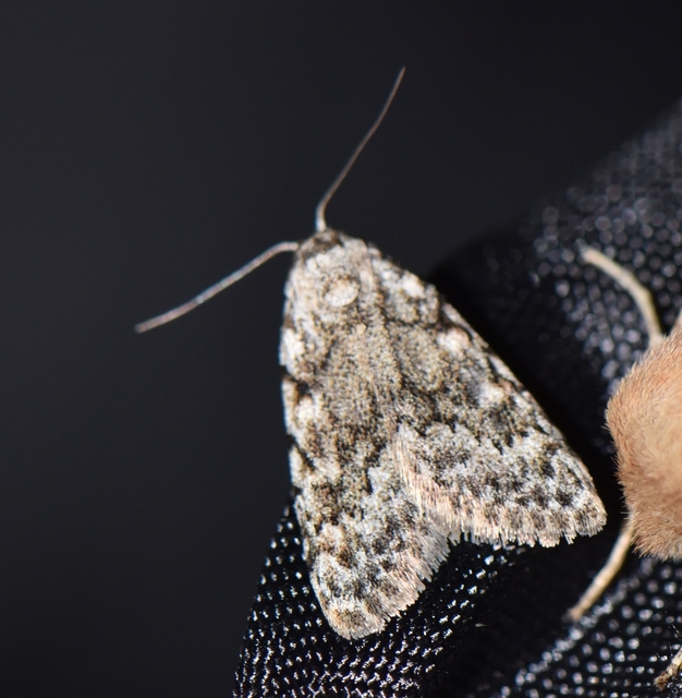 Nola cicatricalis - szürke pamacsosszövő