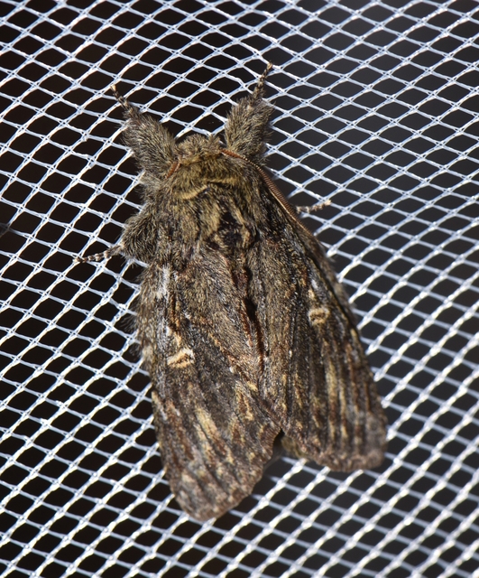 Peridea anceps - füstös púposszövő