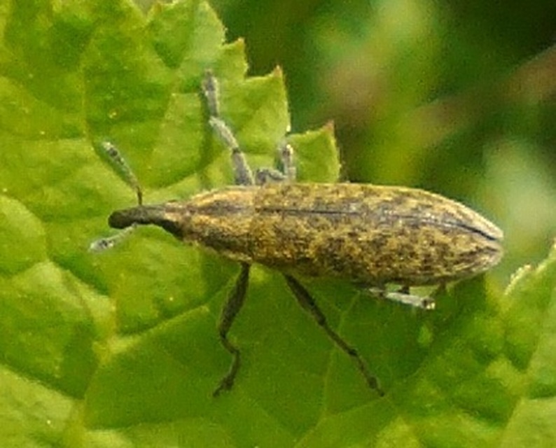 Lixus cardui/filiformis