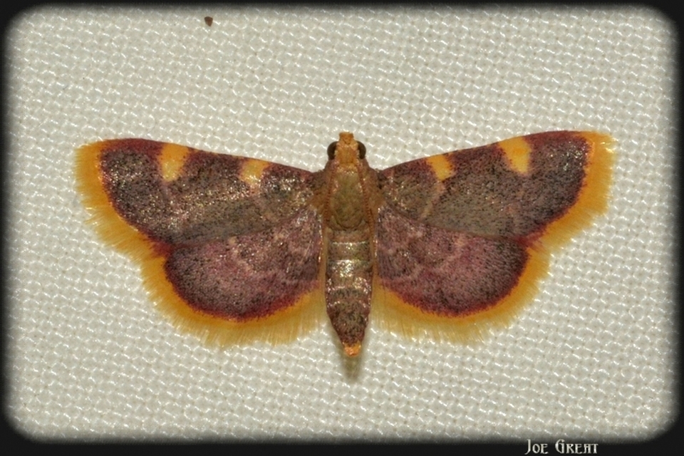 Hypsopygia costalis - szénailonca