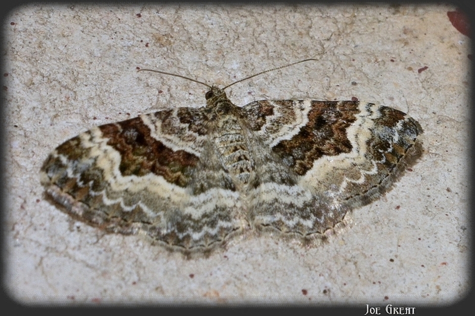 Epirrhoe alternata - galaj-tarkaaraszoló