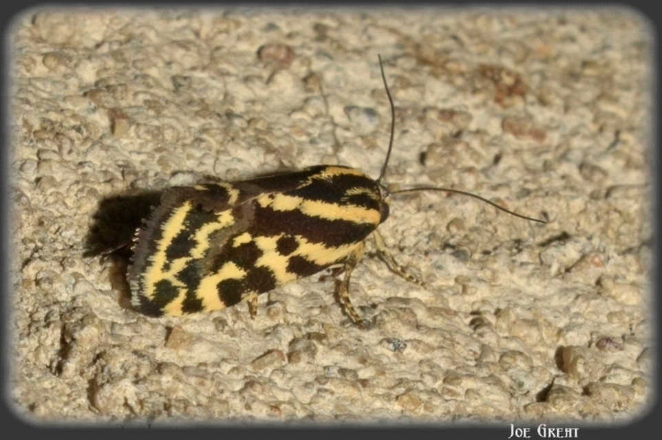 Emmelia trabealis - zebrabagoly