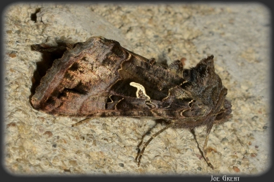 Autographa gamma - gammalepke