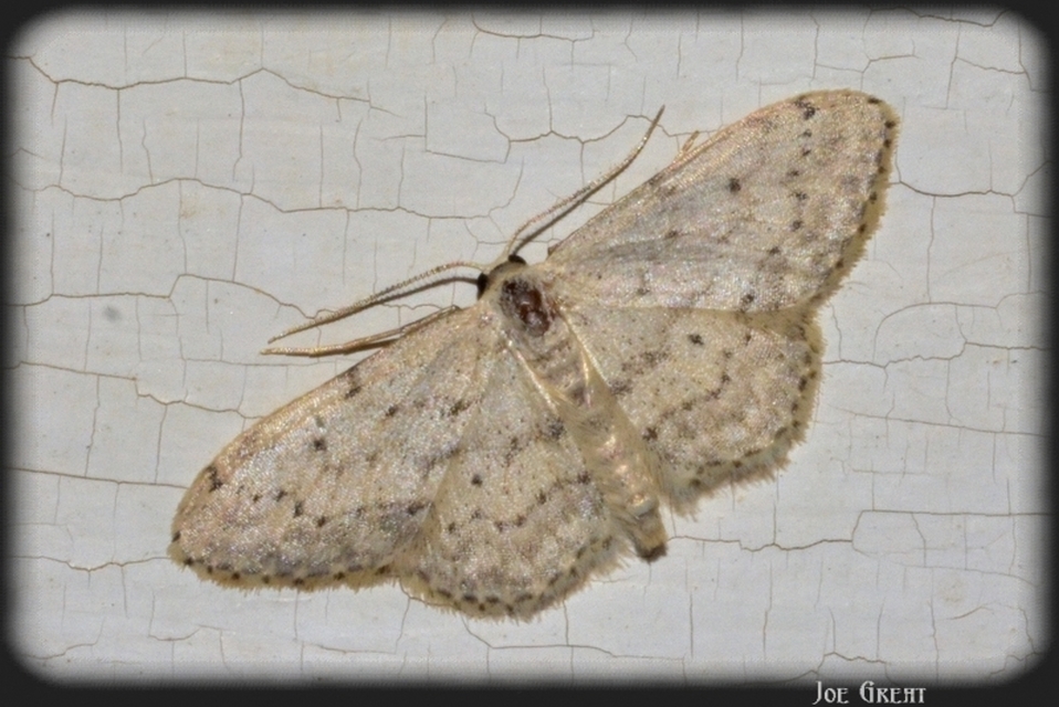 Idaea seriata - szürke apróaraszoló