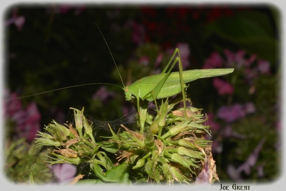 Phaneroptera nana - pontozott repülőszöcske
