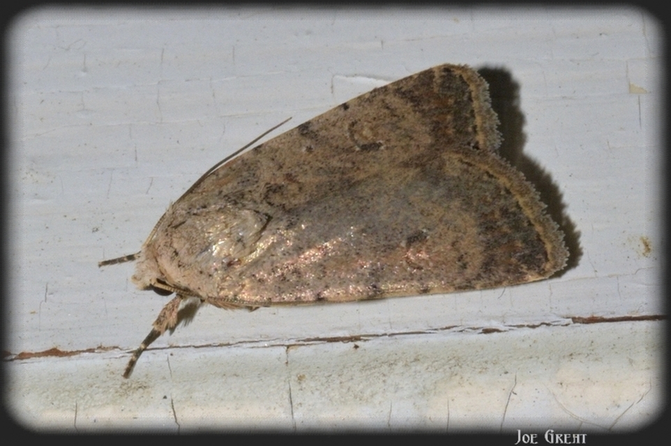 Paradrina clavipalpis - közönséges selymesbagoly
