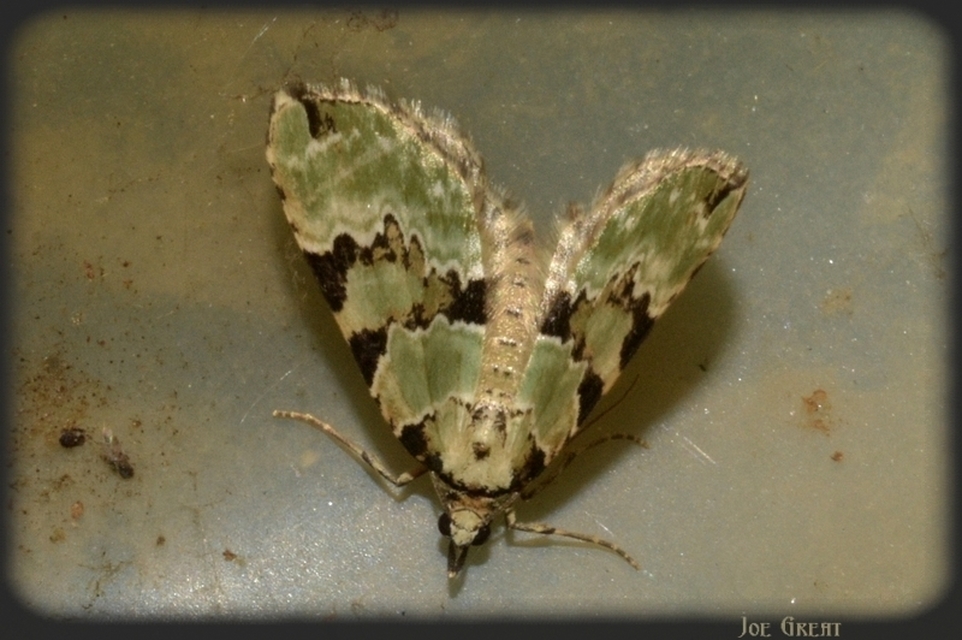 Colostygia pectinataria - zöld levélaraszoló