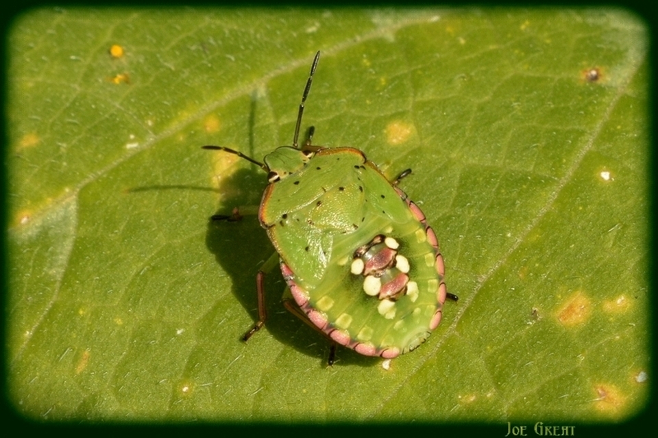 Nezara viridula - zöld vándorpoloska