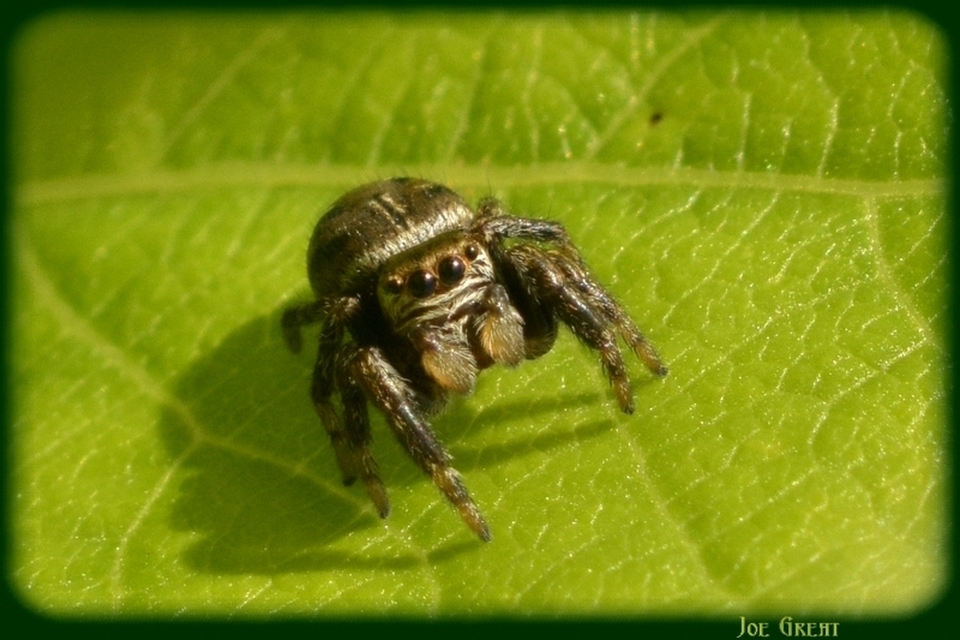 Araneae - Pókok