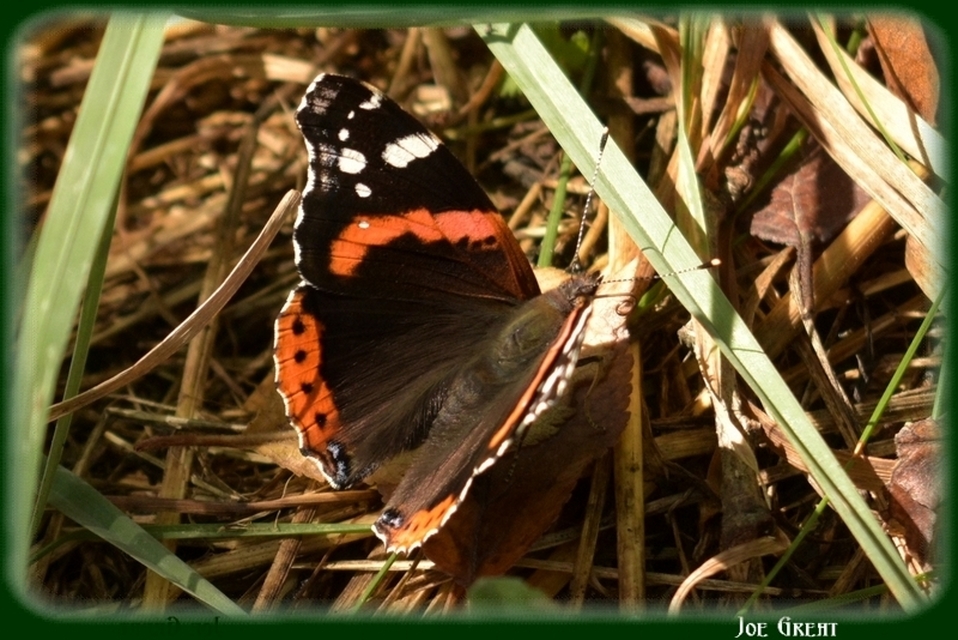 Vanessa atalanta - atalantalepke
