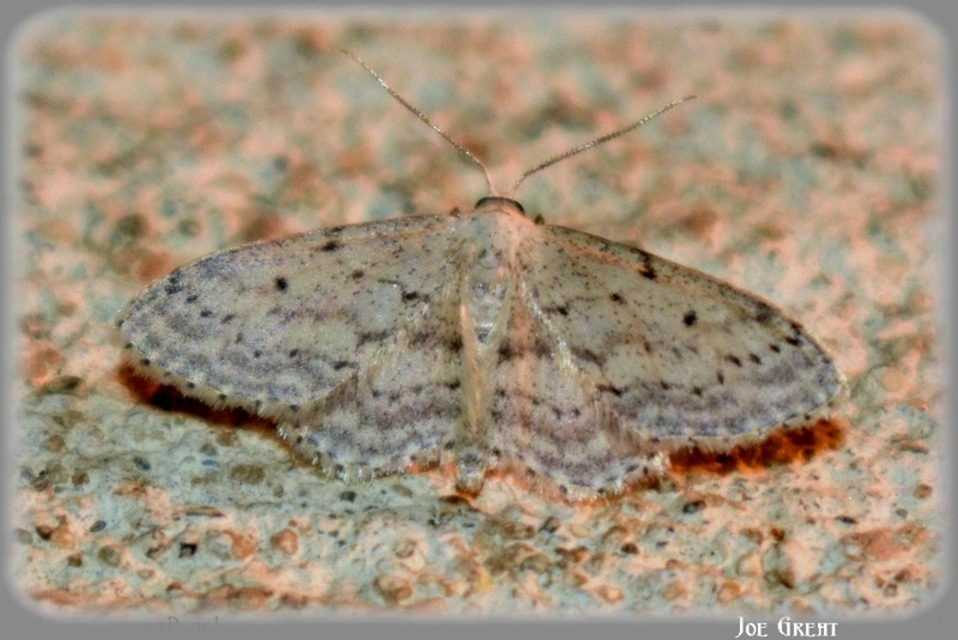 Idaea seriata - szürke apróaraszoló