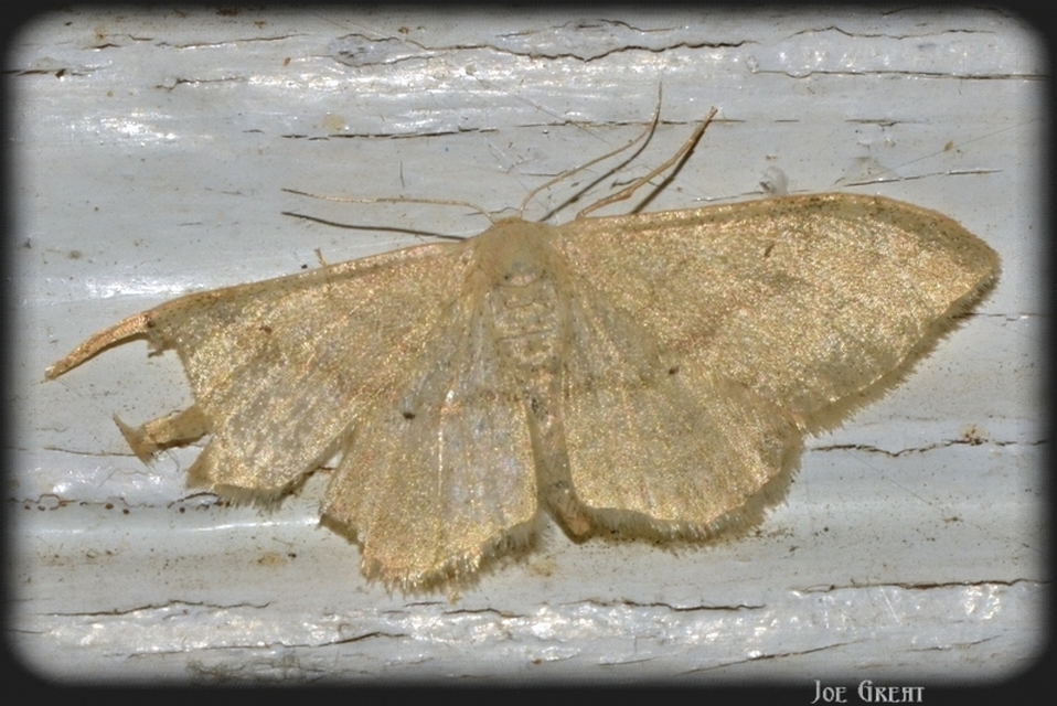 Idaea straminata - szalmasárga sávosaraszoló