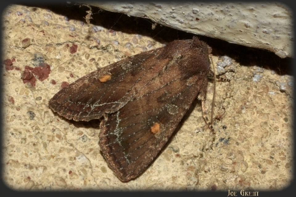 Lacanobia oleracea - saláta-kertibagoly