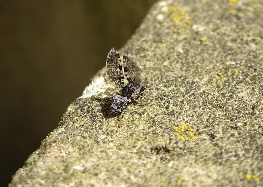 Callopistromyia annulipes - pávalégy