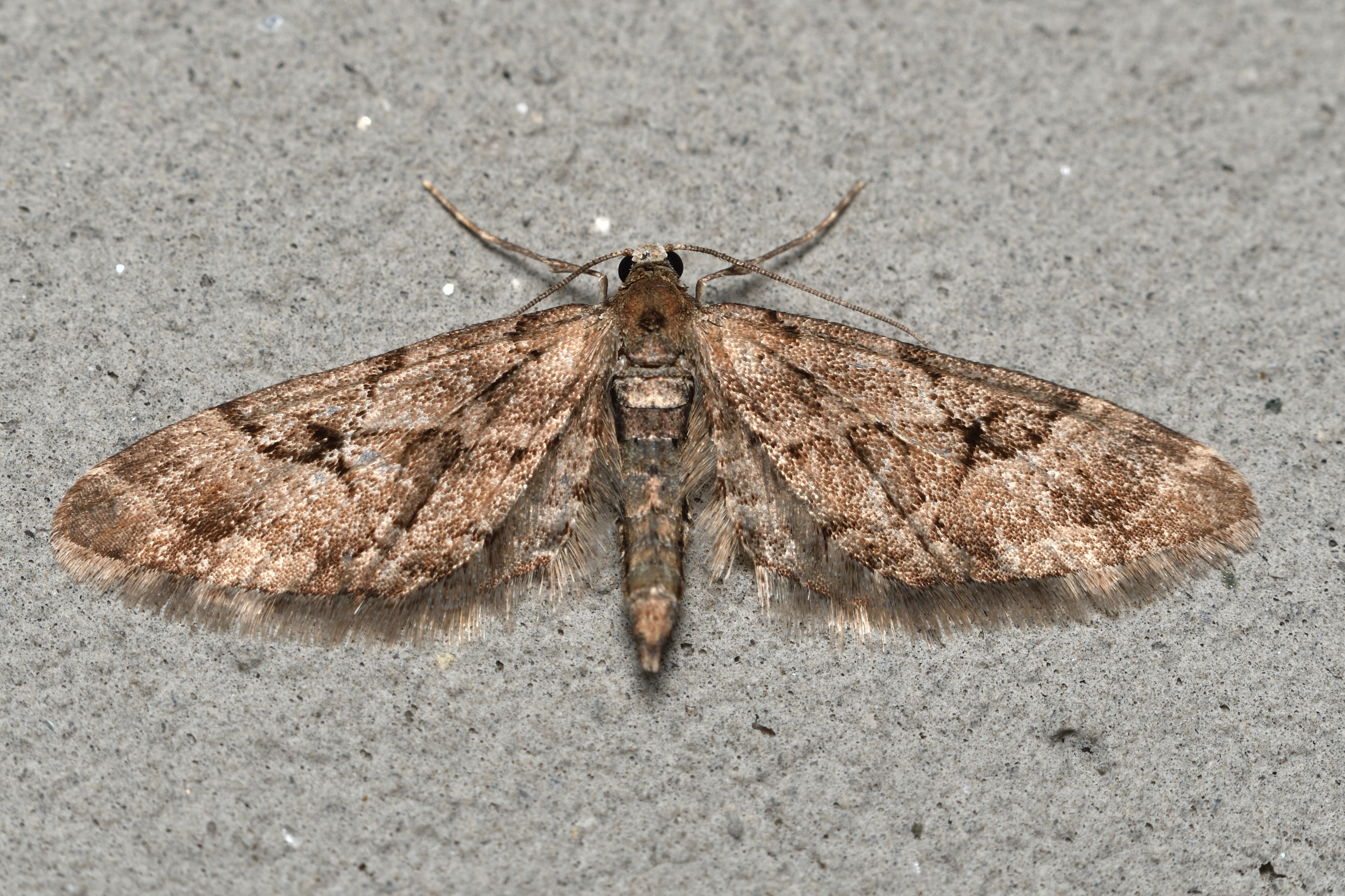 Eupithecia lanceata - világosbarna törpearaszoló