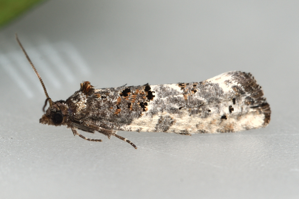 Phaneta pauperana - gyepűrózsa-tükrösmoly