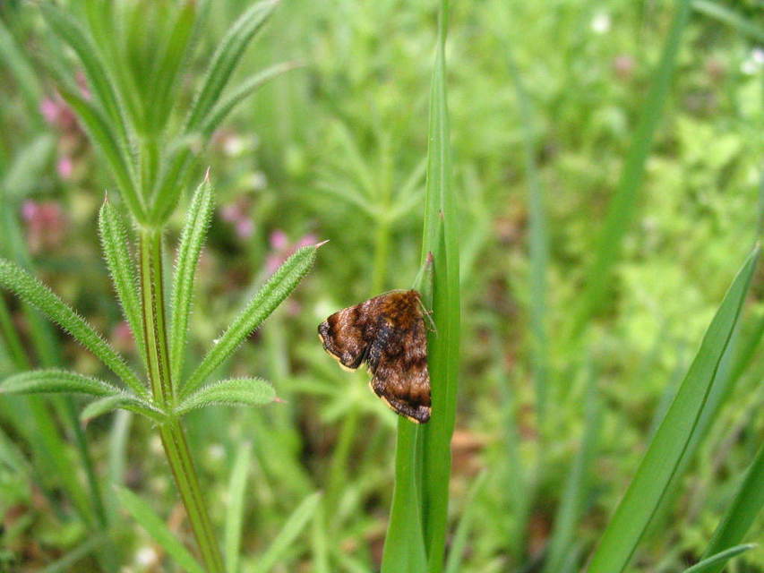 Panemeria tenebrata - apró sárgabagoly