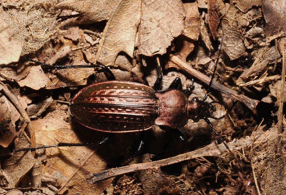 Carabus ulrichii - rezes futrinka