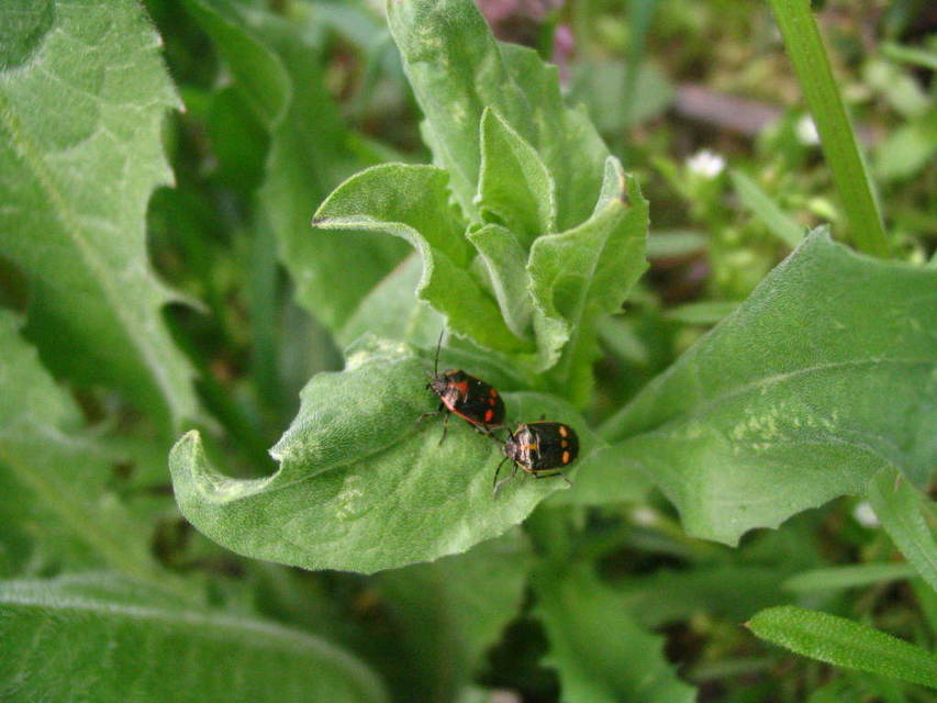 Eurydema oleracea - paréjpoloska Eurydema oleracea - paréjpoloska