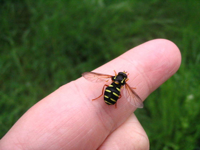 Xanthogramma citrofasciatum - korai oldalsávoslégy