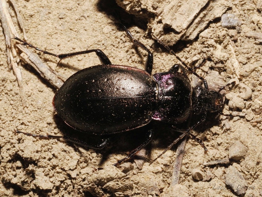 Carabus nemoralis - ligeti futrinka