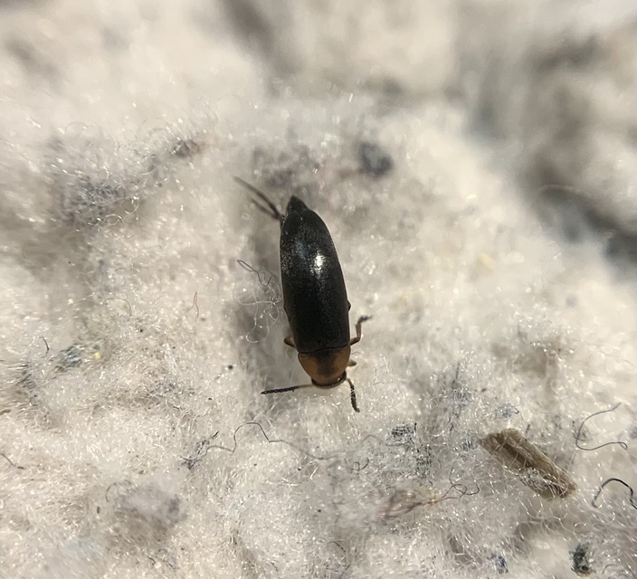 Anaspis varians - változó árvabogár