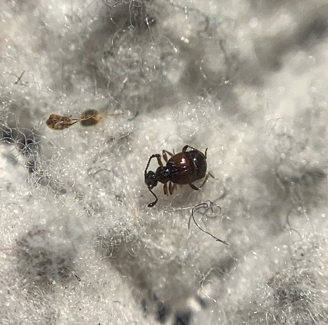 Brachygluta helferi longispina Brachygluta helferi longispina