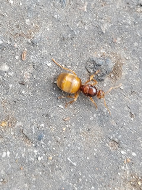 Prenolepis nitens - ragyogóhangya